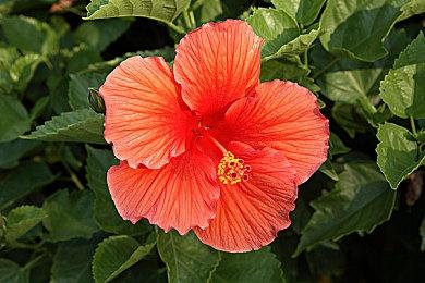 为拯救《赛博朋克2077》 CDP花费了1.2亿美元